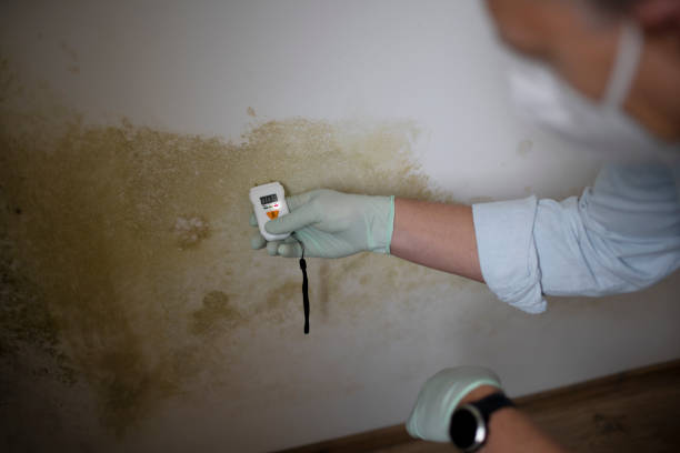 Best Professional Mold Removal  in Mayfield, KY