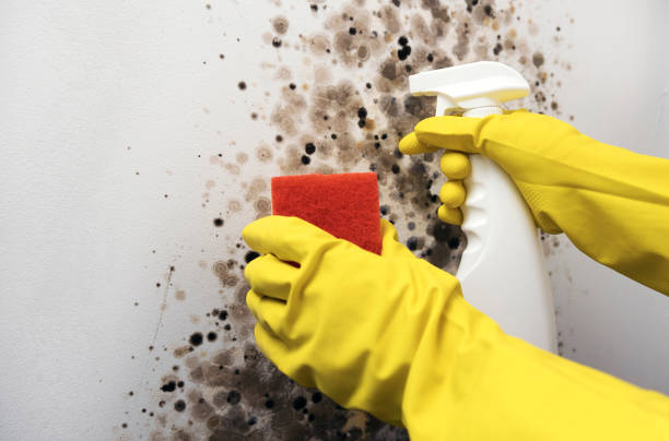 Mold Removal Process in Mayfield, KY