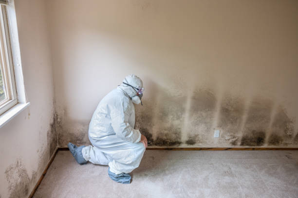 Mold Testing and Removal in Mayfield, KY