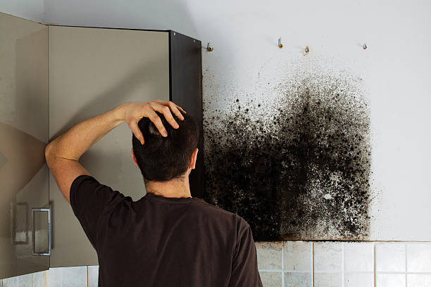 Best Toxic Mold Removal  in Mayfield, KY